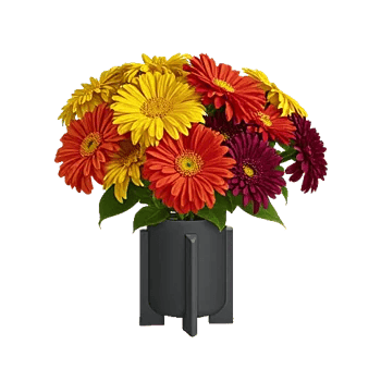 Petal Radiance Bliss