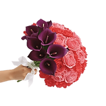Elegant Calla Lilies