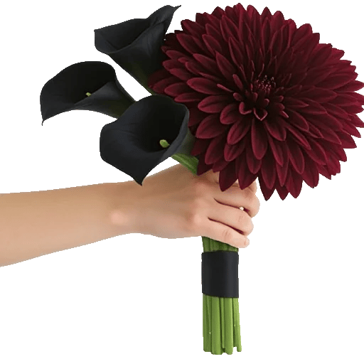 Elegant Calla Lilies