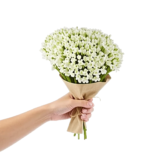 Ivory Blossom Radiance