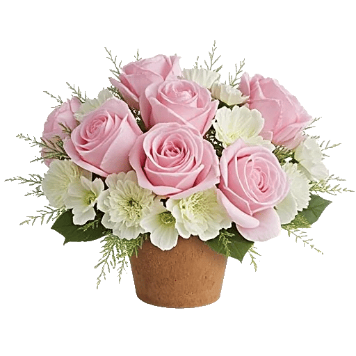 Pastel Pink Roses
