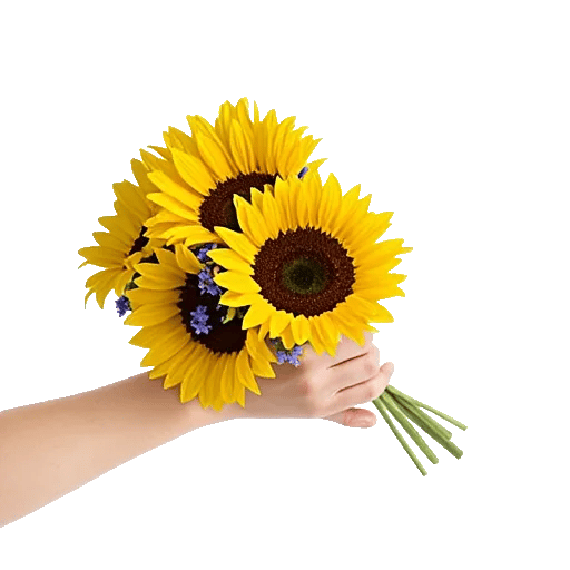 Twinkling Sunflower Dance