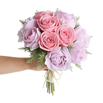 Pastel Pink Roses