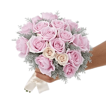 Pastel Pink Roses