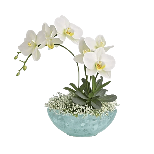 Modern White Orchids
