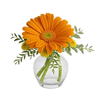 Minimalist White Orchids