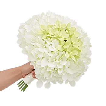 Minimalist White Orchids