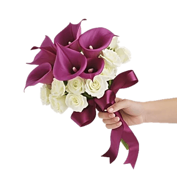Elegant Calla Lilies