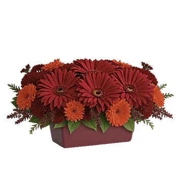 Deep Red Blossoms