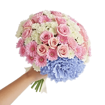 Blushing Rose Symphony