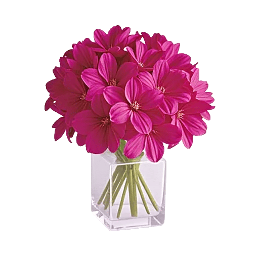 Plum Blossom Radiance