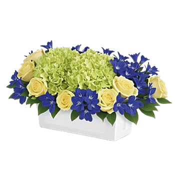 Ivory Blossom Radiance