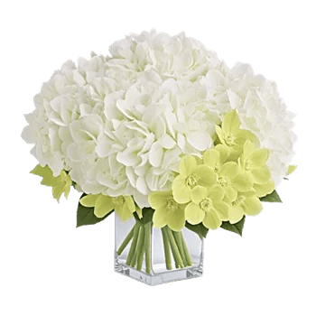 Minimalist White Orchids