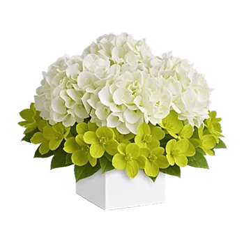 Minimalist White Orchids