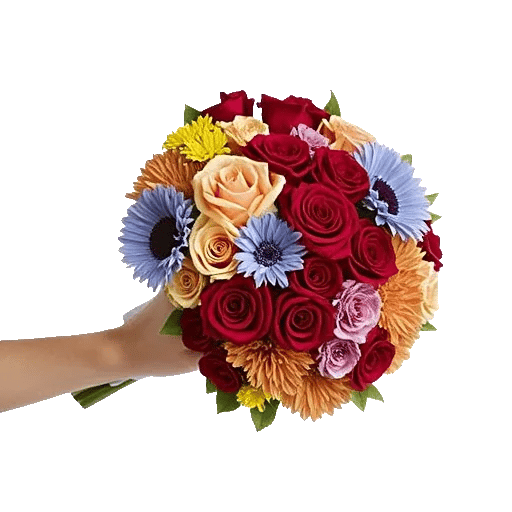 Blushing Rose Symphony