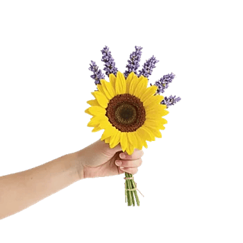 Twinkling Sunflower Dance