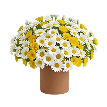 Ivory Blossom Radiance