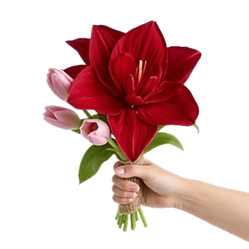 Scarlet Tulip Splendor