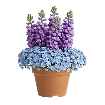 Lavender Fields Forever