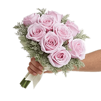 Pastel Pink Roses