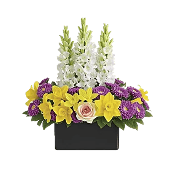 Modern White Orchids