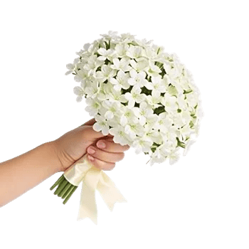 Minimalist White Orchids