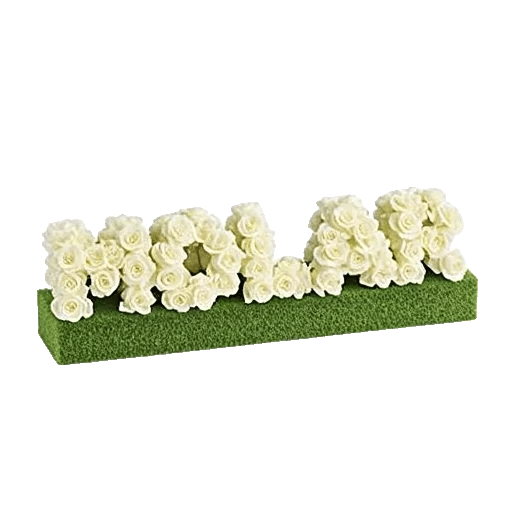 Modern White Orchids