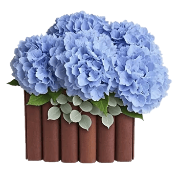 Sapphire Bloom Whisper