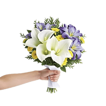 Elegant Calla Lilies