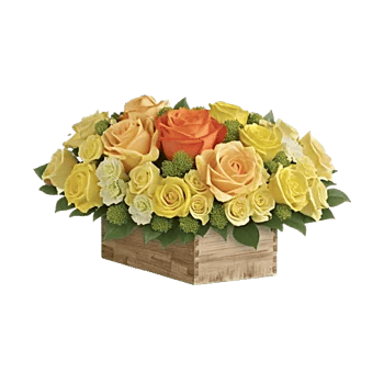 Radiant Rose Symphony