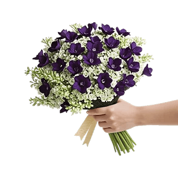 Ivory Blossom Radiance