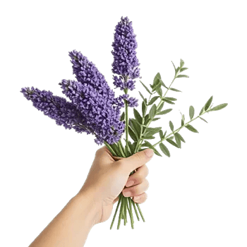 Lavender Bloom Grace