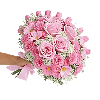 Pastel Pink Roses