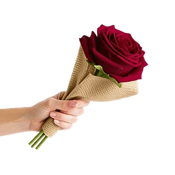 Crimson Rose Elegance