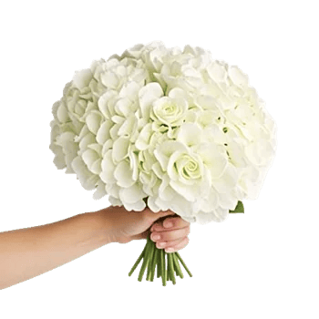 Serene Petal Harmony