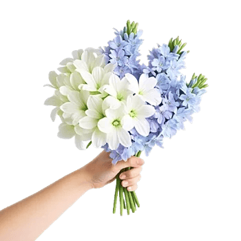 Blossom Petal Serenity