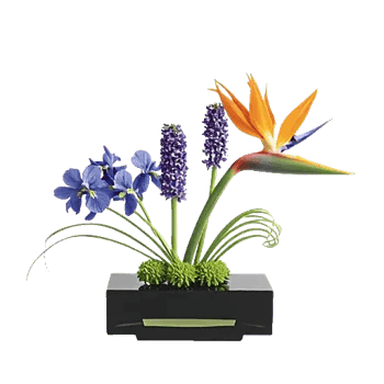 Minimalist White Orchids