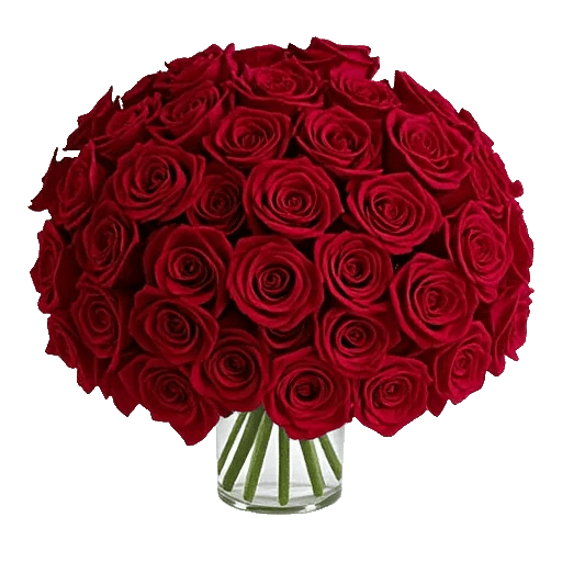 Crimson Rose Elegance