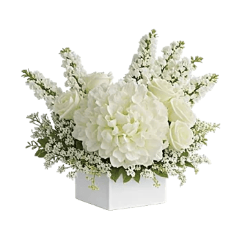 Modern White Orchids