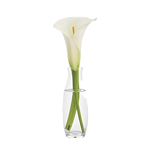 Elegant Calla Lilies