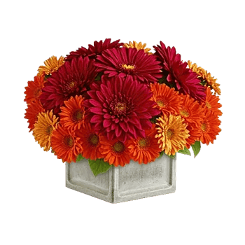 Crimson Blossom Harmony