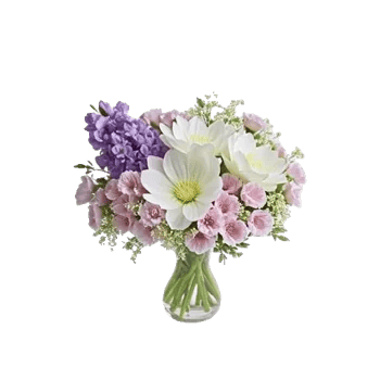 Serenity Orchid Bloom