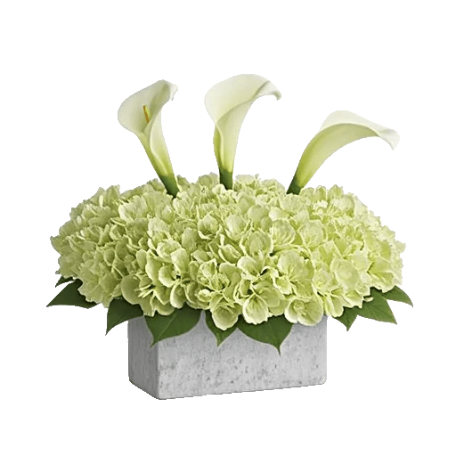Elegant Calla Lilies