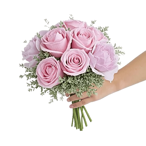 Pastel Pink Roses