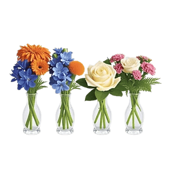 Petal Radiance Bliss