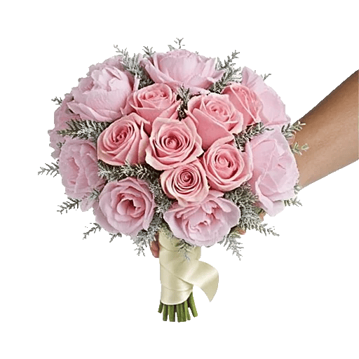 Pastel Pink Roses