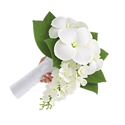 Modern White Orchids