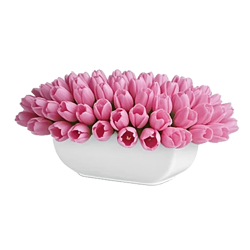 Velvet Tulip Display