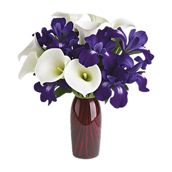 Elegant Calla Lilies