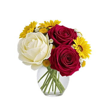 Radiant Rose Symphony